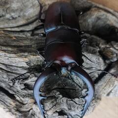 大型ノコギリクワガタ♂3匹の画像