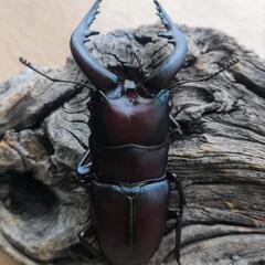 大型ノコギリクワガタ♂3匹の画像