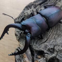大型ノコギリクワガタ♂3匹の画像