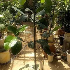 観葉植物の画像