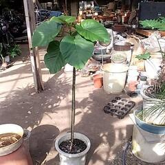 観葉植物の画像