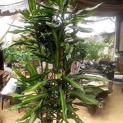 観葉植物の画像