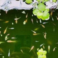 MIX（ミックス）　めだか20匹の画像