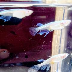 メダカ　龍の瞳　10匹の画像