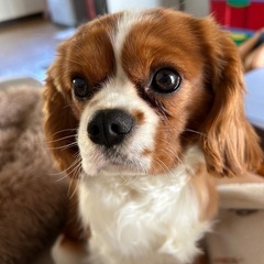 里親さん募集中