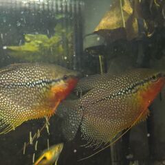 パールグラミー　雄1匹の画像