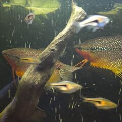 パールグラミー　雄1匹の画像