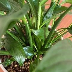 観葉植物　スパティフィラム　鉢ごとの画像