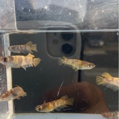 メダカ　墨虎　無選別　10匹+αの画像