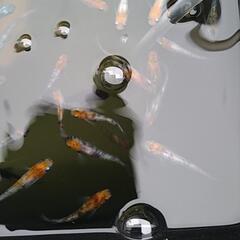 めだか坂出三色10匹数ペア今年生まれ産卵中上物個体の画像