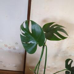 金運アップ✨モンステラ　高さ100センチ　観葉植物の画像