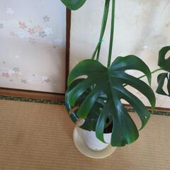 金運アップ✨モンステラ　高さ100センチ　観葉植物の画像