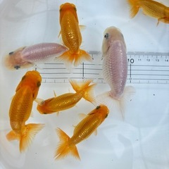 金魚 ★らんちゅう当歳★ ☆1匹300円～☆の画像