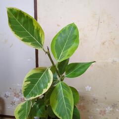 【受け渡し者決定】フィカス・アルテシマ　高さ80センチ　観葉植物の画像