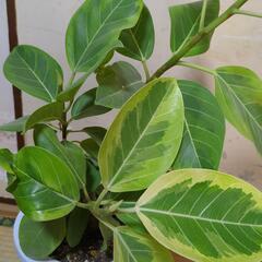【受け渡し者決定】フィカス・アルテシマ　高さ80センチ　観葉植物の画像