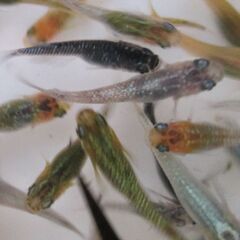 決まりました。ミックスメダカ　幼魚～若魚20匹(1.5cm前後) ⑦の画像