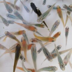 決まりました。ミックスメダカ　幼魚～若魚20匹(1.5cm前後) ⑦の画像