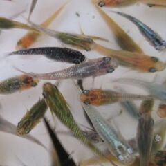 決まりました。ミックスメダカ　幼魚～若魚20匹(1.5cm前後) ⑦の画像