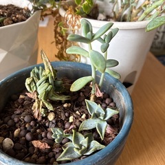 多肉植物の画像