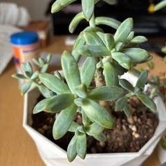 多肉植物の画像