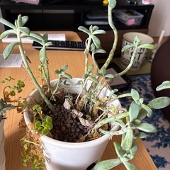 多肉植物の画像