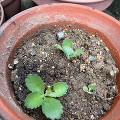 多肉植物　子宝草🌱の赤ちゃん　実生　0円の画像