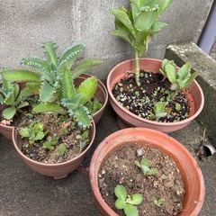 多肉植物　子宝草🌱の赤ちゃん　実生　0円の画像