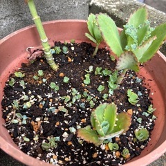 多肉植物　子宝草🌱の赤ちゃん　実生　0円の画像