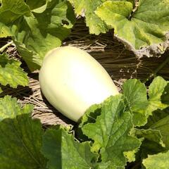無農薬野菜　じゃがいも　きゅうり　ピーマン　ミニトマト　トマト　なす　などの画像
