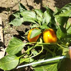 無農薬野菜　じゃがいも　きゅうり　ピーマン　ミニトマト　トマト　なす　などの画像