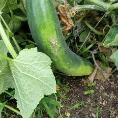 無農薬野菜　じゃがいも　きゅうり　ピーマン　ミニトマト　トマト　なす　などの画像