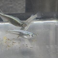 【値下げします！！】メダカ　めだか　マテリアル　幼魚の画像