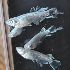 【値下げします！！】メダカ　めだか　マテリアル　幼魚の画像