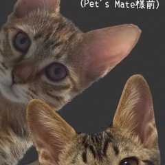 キジ猫兄妹🐾生後３ヶ月