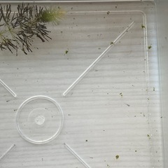 白メダカ　稚魚10匹の画像