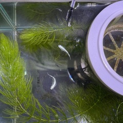 白メダカ　稚魚10匹の画像