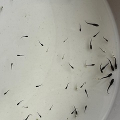 めだか　ミッドナイトフリル　オパール　針子クラス　30匹程　予約可能の画像