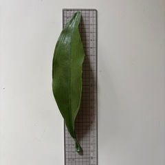 造花　葉っぱの画像