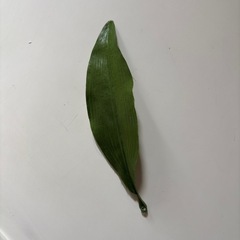 造花　葉っぱの画像