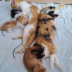 生後２ヶ月子猫５匹、生後半年猫ちゃん３匹