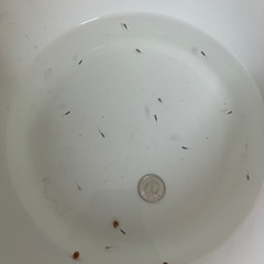 赤ちゃんメダカ飼育セット
の画像