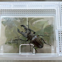 天然ミヤマクワガタ特大70mmの画像