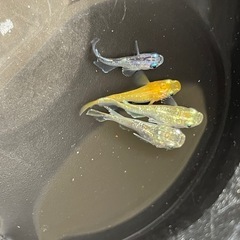 メダカ　半ダルマ　ショートタイプ　４匹　現物出品　予約可能の画像