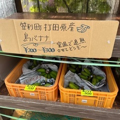 🌱採れたてバナナ追加販売中🌱(8/9)の画像