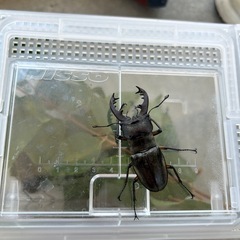 天然ミヤマクワガタの画像