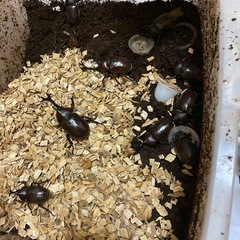 カブトムシ