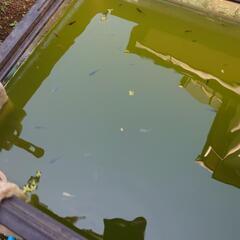 メダカ稚魚の画像