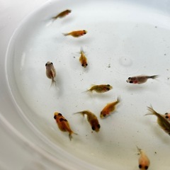ピンポンパール　小さめ2.5〜3センチ　金魚の画像