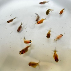 ピンポンパール　小さめ2.5〜3センチ　金魚の画像