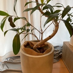 観葉植物の画像
